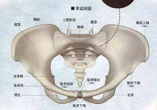 板栗育儿孕产妇康体-正常情况下的女性骨盆结构图